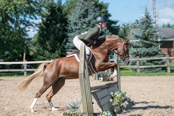 Golden Dream PF German Riding Pony Hunter photo 1