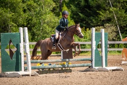 Aurora Welsh Pony Hunter photo 4