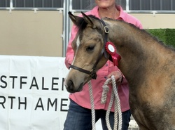 Oliver German Riding Pony Jumper photo 7