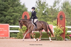 QUANTICO Hanoverian Hunter photo 4