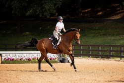 Make It Rain Dutch Warmblood Hunter photo 3