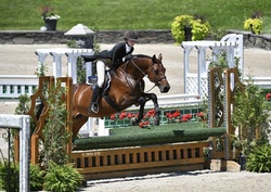 Drake Holsteiner Hunter photo 1