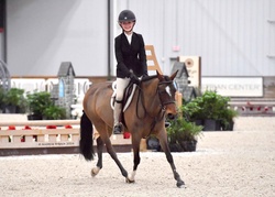 Yes Please Welsh Pony Hunter photo 3