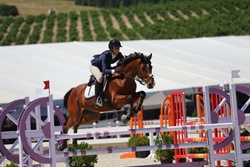 La Gentle Dutch Warmblood Jumper photo 1