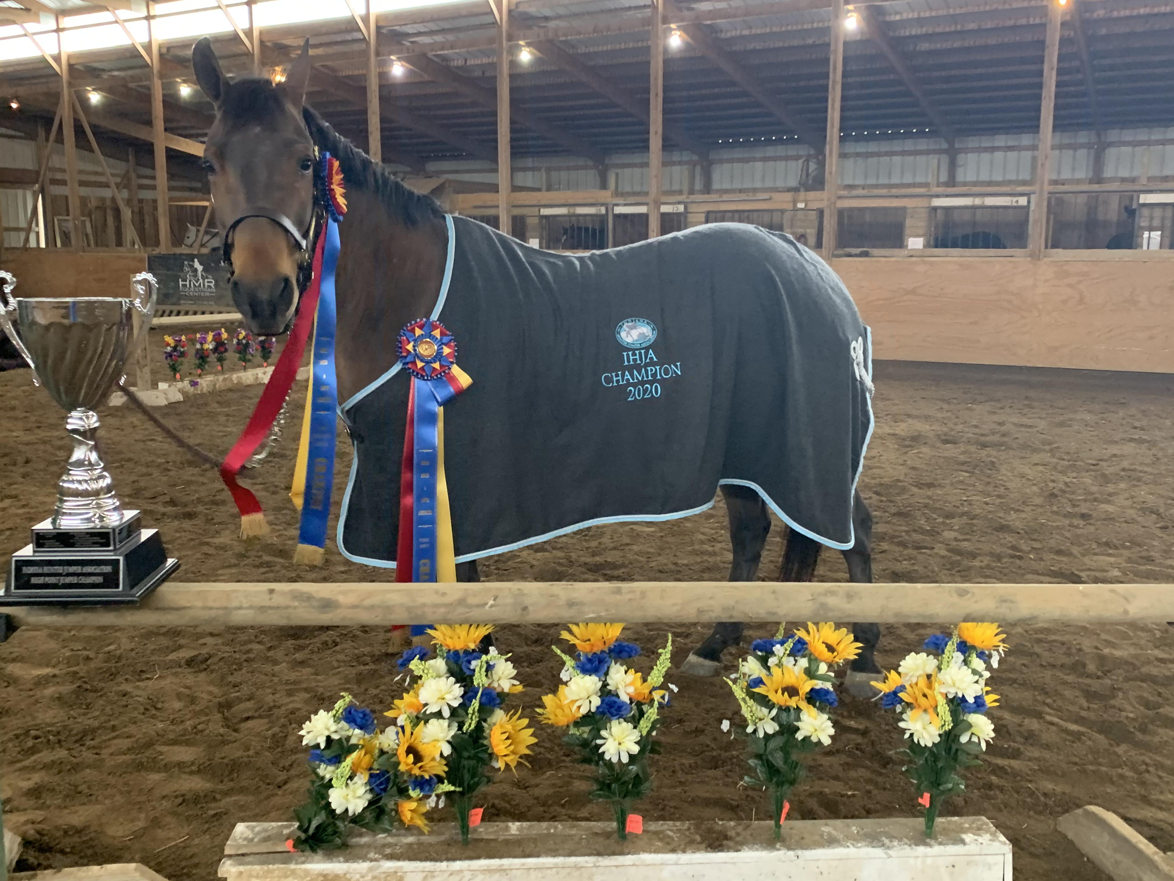 Starboy Quarter Horse Jumper