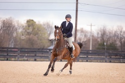 Castillo NRF Holsteiner Jumper photo 5