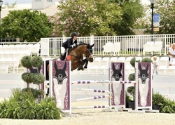 Global Melody Dutch Warmblood Jumper photo 2