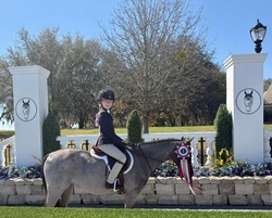Raspberri Jam Welsh Cross Hunter photo 3