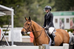 Espresso Warmblood Hunter photo 3