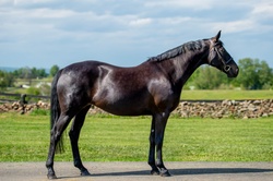 Violet Irish Sport Horse Jumper photo 2