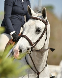 Spiegelmoon Dutch Warmblood Hunter photo 2