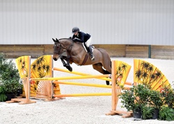 Tyamo Zangersheide Jumper photo 6