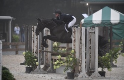 Suites Me Belgian Warmblood Hunter photo 4