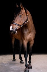 Tres Jolie Dutch Warmblood Jumper photo 2