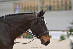 Rio's Grand Finale Canadian Sport Horse Hunter photo 4