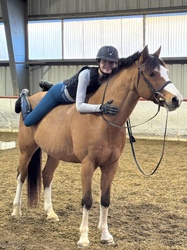 Ringleader German Riding Pony Hunter photo 4