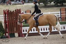 Cymbrogi Haven Aisling Welsh Pony Hunter photo 4