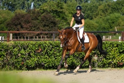 Mertine Dutch Warmblood Jumper photo 3