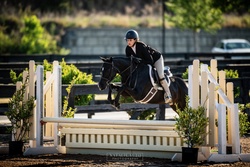 Stonegate Raindrop Welsh Pony Hunter photo 1