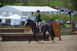 Picturesque Hats Off Welsh Cross Hunter photo 5
