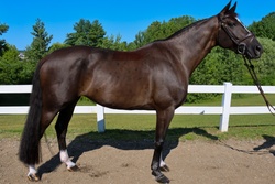 Olympic Air Dutch Warmblood Jumper photo 5