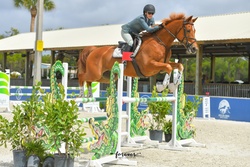 Gold Link German Warmblood Jumper photo 5