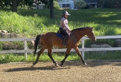 Oakley Warmblood Hunter photo 6