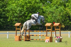 Caymus Argentinian Warmblood Jumper photo 7