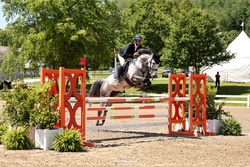 Sandro's Girl Westphalian Jumper photo 1