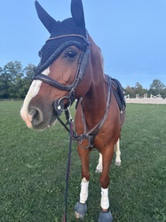 Sunny Belgian Warmblood Jumper photo 6