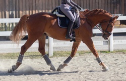 Desmond Warmblood Jumper photo 3