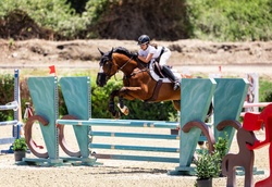 Hangover Chavannais Belgian Warmblood Jumper photo 4