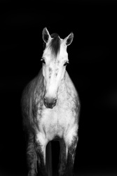Kermit Irish Sport Horse Hunter photo 4