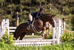 QUANTICO Hanoverian Hunter photo 1