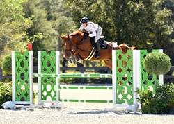 Neverland Dutch Warmblood Equitation photo 3
