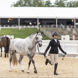 Up Up & Away Welsh Pony Hunter photo 2