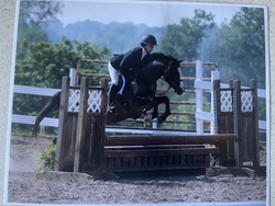 Picturesque Hats Off Welsh Cross Hunter photo 6