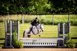 Glencameron's Navy Boy Welsh Cob Hunter photo 6