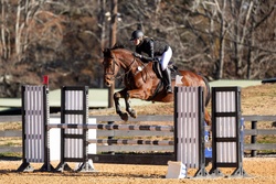 Conte Bellini Warmblood Jumper photo 7