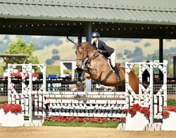 Cascorrado Belgian Warmblood Equitation photo 1
