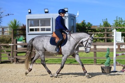 Chicaro S Warmblood Jumper photo 2