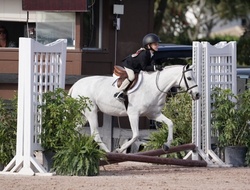 Boca’s Blue Nile Welsh Pony Hunter photo 2