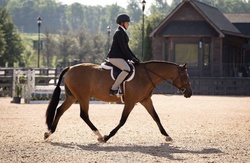 J.L. BEAN (ASPIRE) Welsh Pony Hunter photo 3