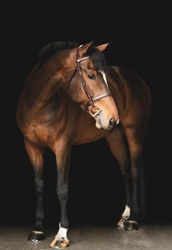 Monaco Dutch Warmblood Equitation photo 3