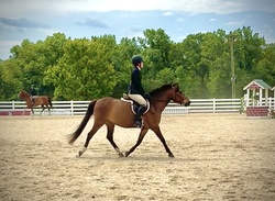 Ferrero Rocher Welsh Cross Hunter photo 11