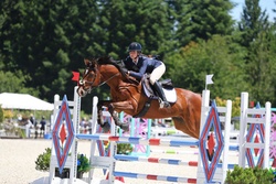 La Gentle Dutch Warmblood Jumper photo 3