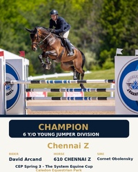 Chennai Z Warmblood Jumper photo 5