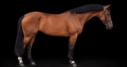 OJOTTIE WB Warmblood Jumper photo 2