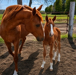 VIP CHACCA BLUE SR Warmblood Jumper photo 2