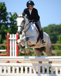 Kartouche du Houmier Belgian Warmblood Equitation photo 1